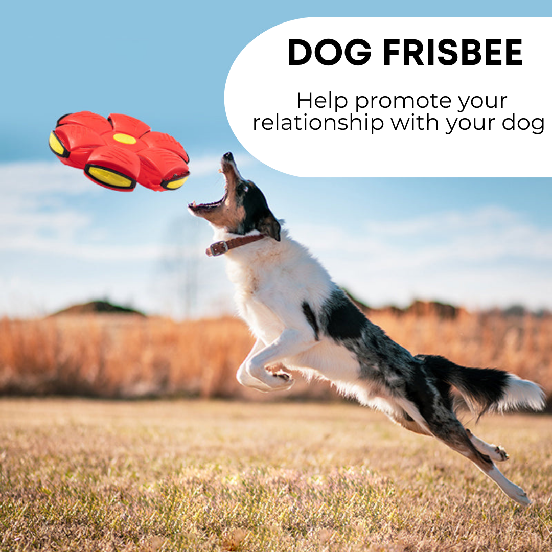 Pawfection™ Dog Frisbee